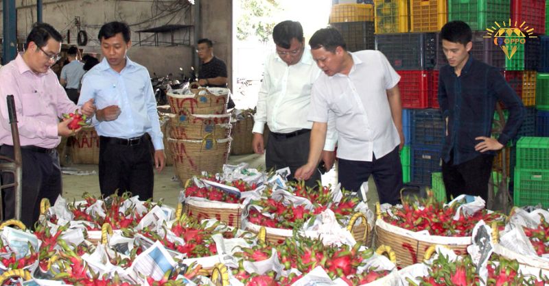  Hợp tác xã thanh long tại Long An thu hoạch