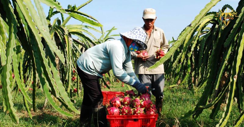 nông dân bình thuận bội khi kết hợp đèn thanh long Goppo