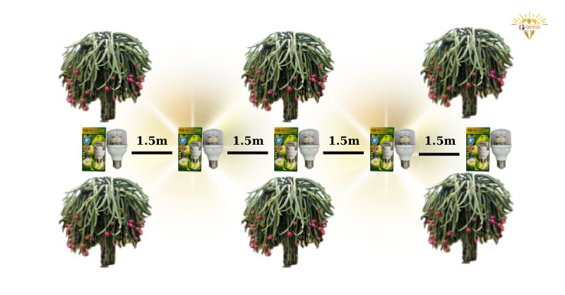 khoảng cách bố trí đèn chiếu sáng cho vườn thanh long